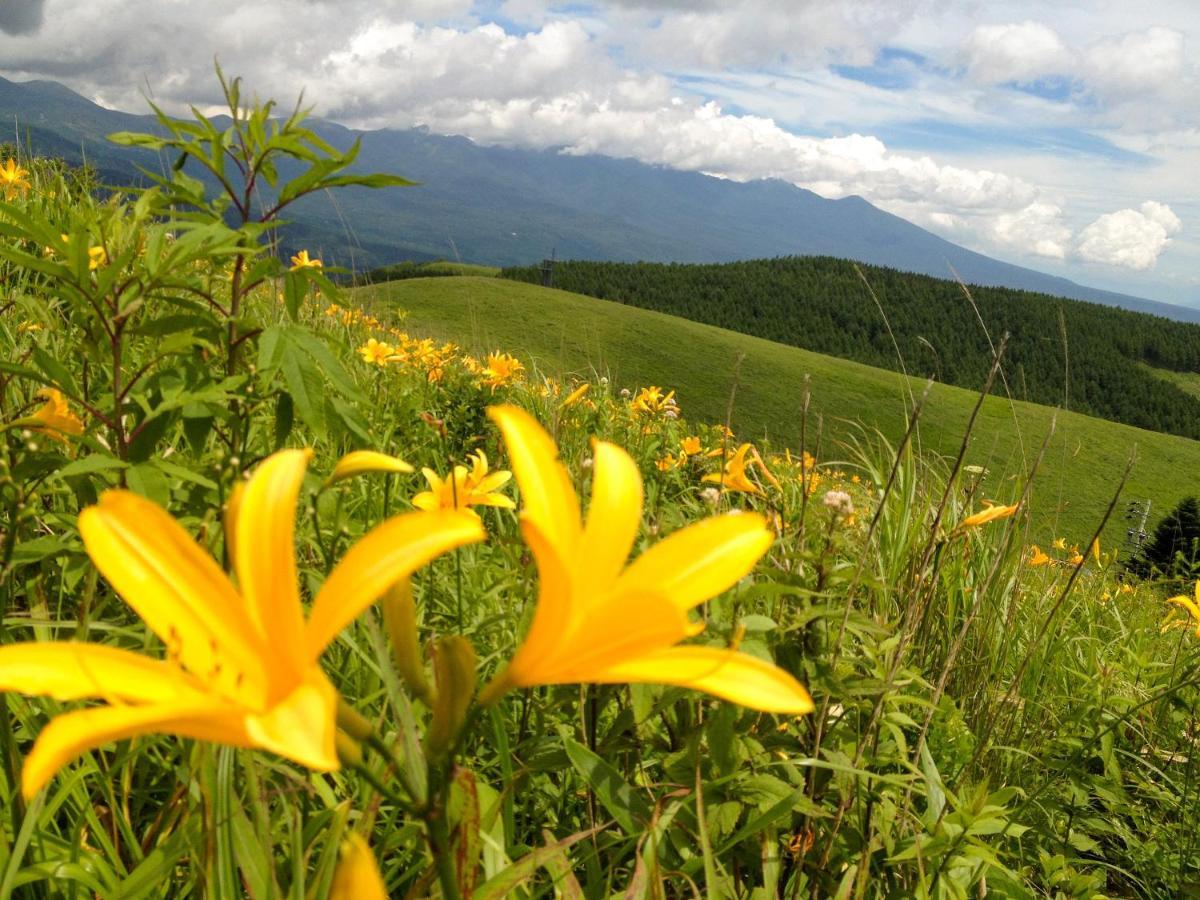 Pension Wildflowers Татесина Экстерьер фото