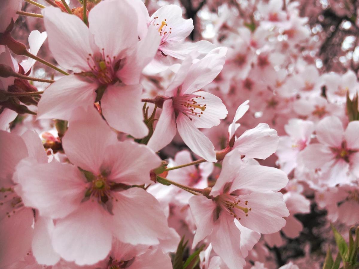 Pension Wildflowers Татесина Экстерьер фото