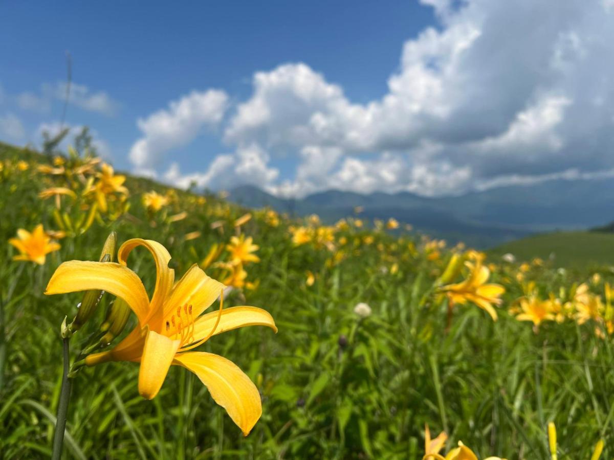 Pension Wildflowers Татесина Экстерьер фото
