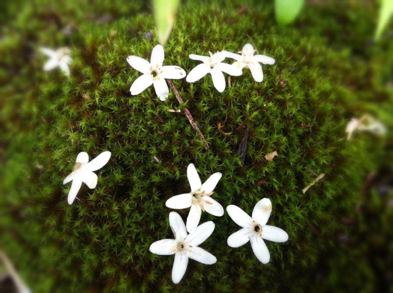 Pension Wildflowers Татесина Экстерьер фото